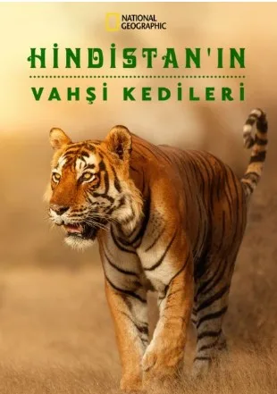 HİNDİSTANIN VAHŞİ KEDİLERİ