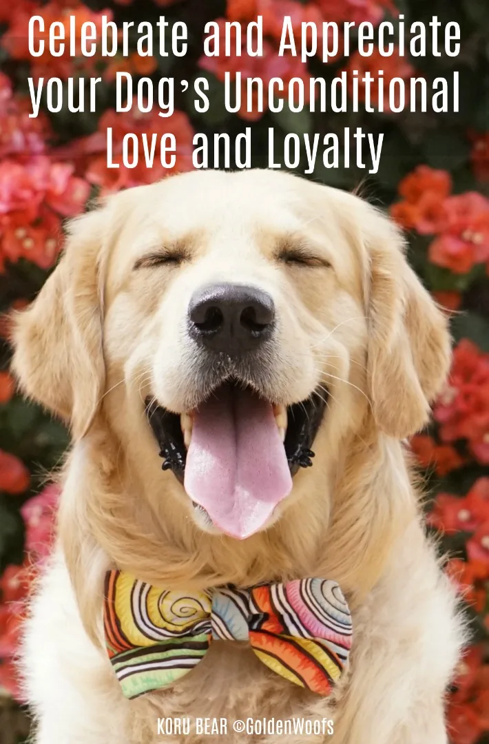 KÖPEKLER ŞEHRİ