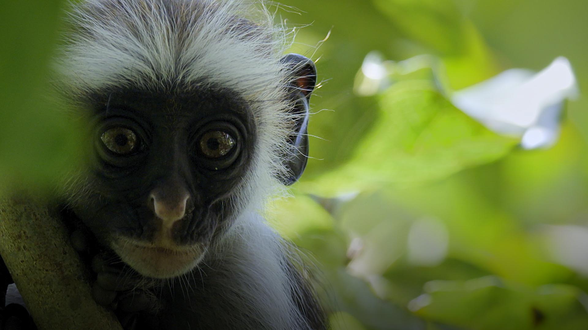 Nehir kenarında su içen fil sürüsü